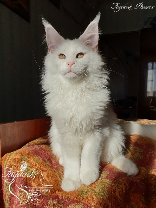 Faydark Phoenix - Kitten maine-coon 3 months 3.5 weeks