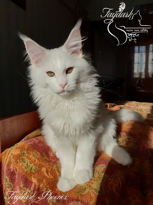 Faydark Phoenix - Kitten maine-coon 3 months 3.5 weeks