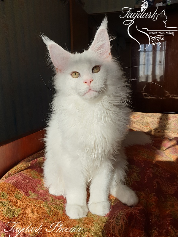 Faydark Phoenix - Kitten maine-coon 3 months 3.5 weeks