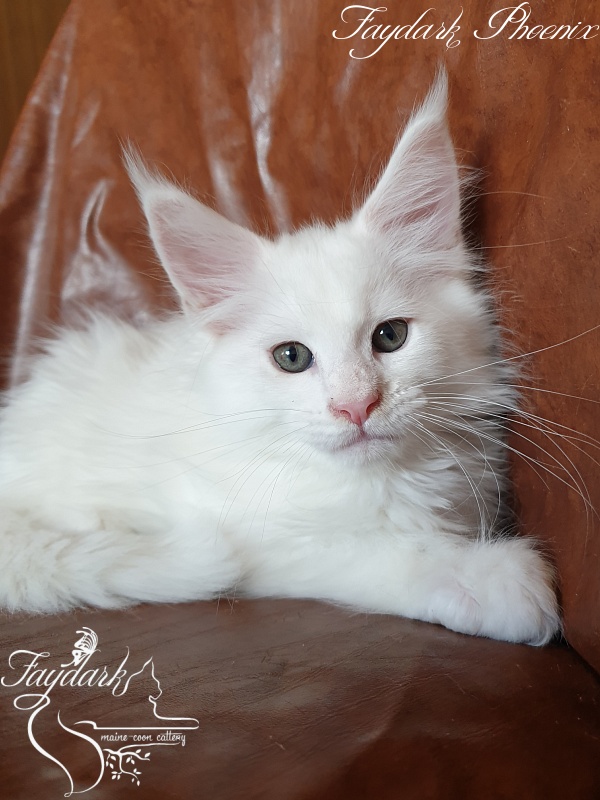Faydark Phoenix - Kitten maine-coon 2 months