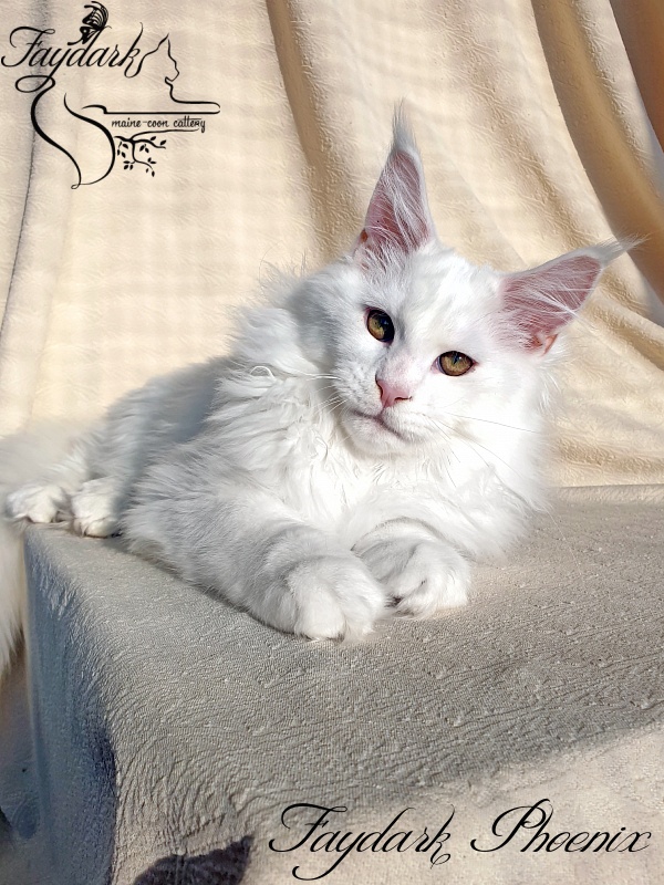 Faydark Phoenix - Kitten maine-coon 4 months 2 weeks