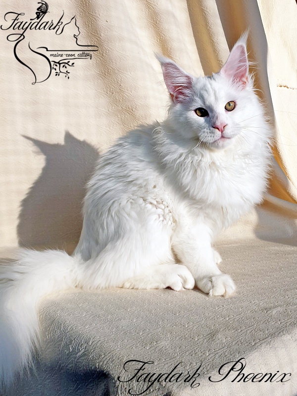 Faydark Phoenix - Kitten maine-coon 4 months 2 weeks