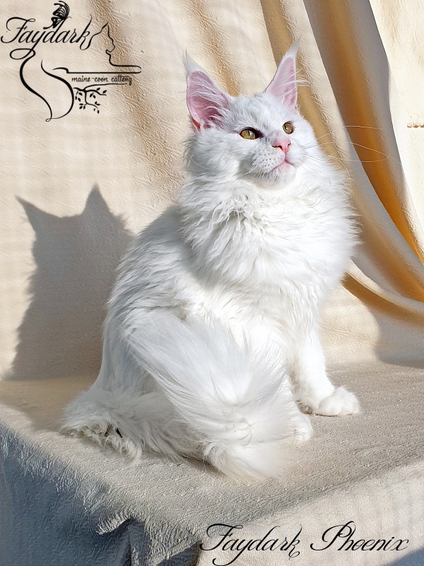 Faydark Phoenix - Kitten maine-coon 4 months 2 weeks