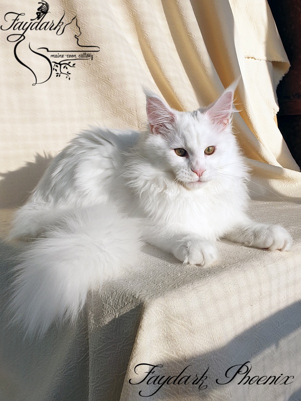 Faydark Phoenix - Kitten maine-coon 4 months 2 weeks