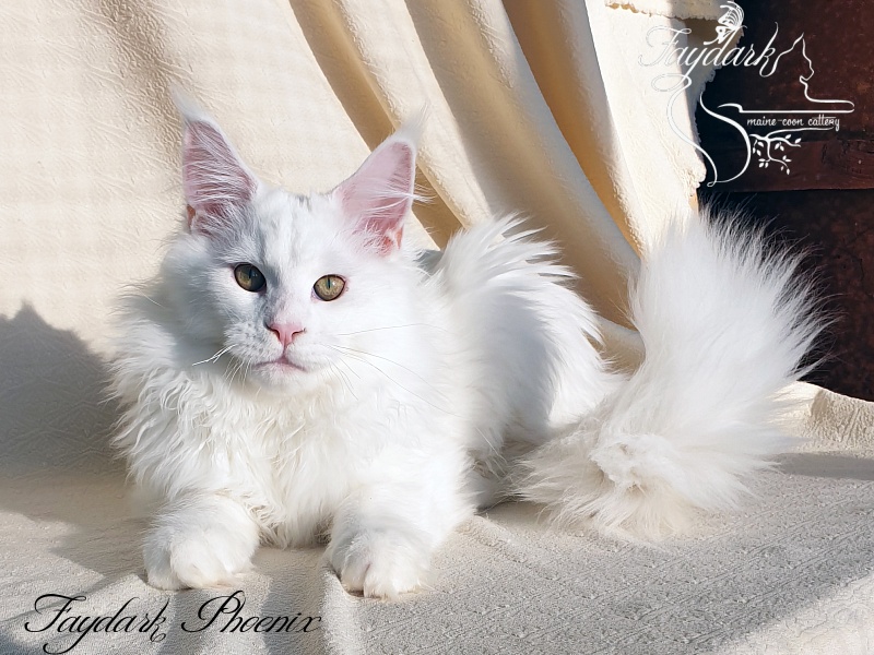 Faydark Phoenix - Kitten maine-coon 4 months 2 weeks