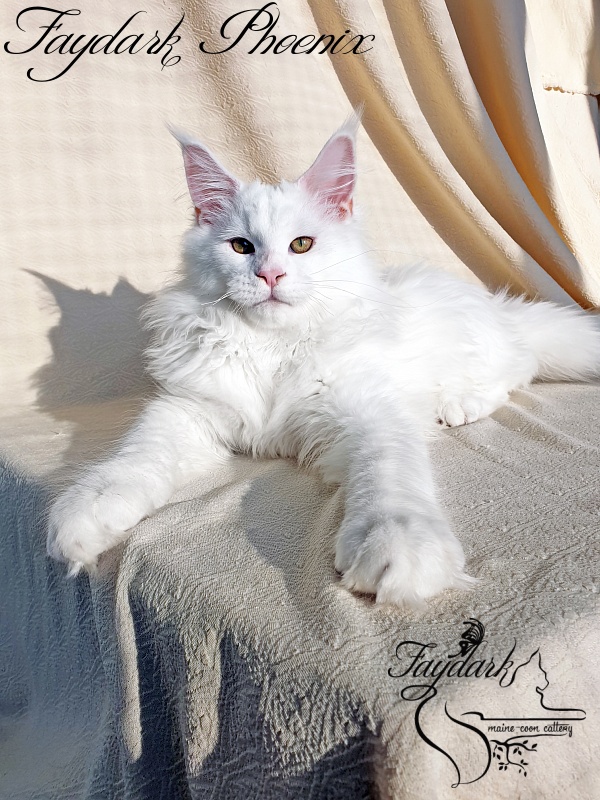 Faydark Phoenix - Kitten maine-coon 4 months 2 weeks