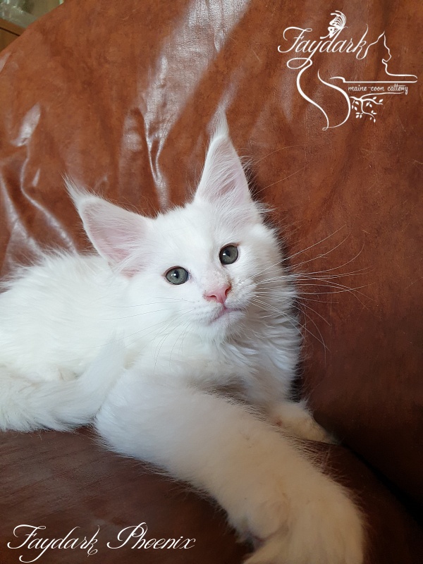Faydark Phoenix - Kitten maine-coon 2 months
