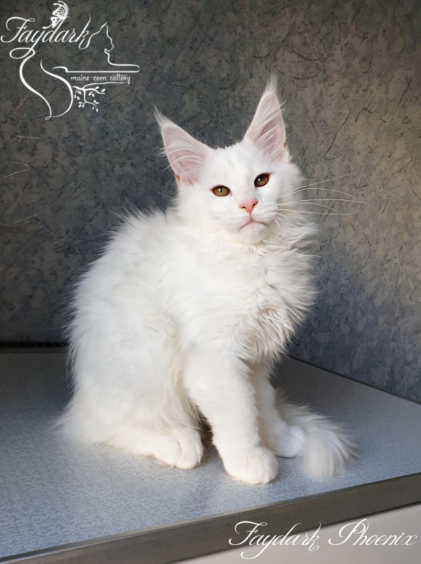 Faydark Phoenix - Kitten maine-coon 3 months 0.5 weeks