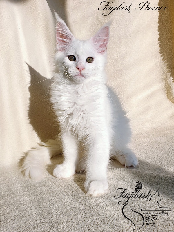 Faydark Phoenix - Kitten maine-coon 2.5 months
