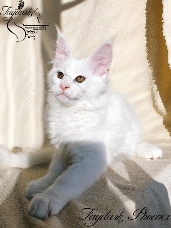 Faydark Phoenix - Kitten maine-coon 2.5 months