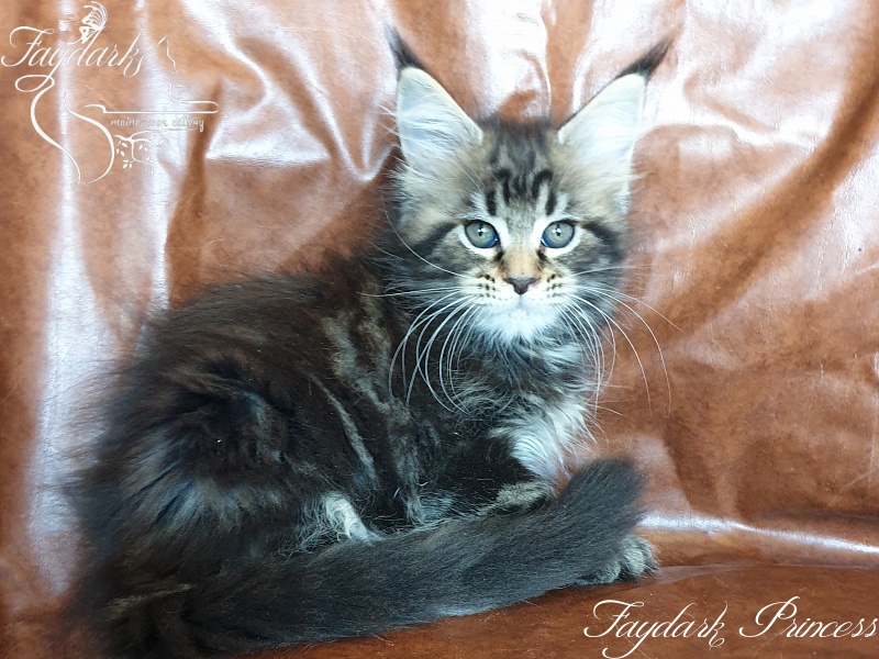 Faydark Princess - Котенок мейн-кун 2 месяца