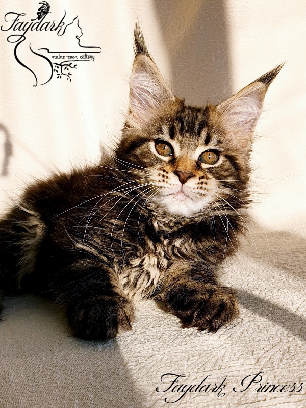Faydark Princess - Котенок мейн-кун 2,5 месяца