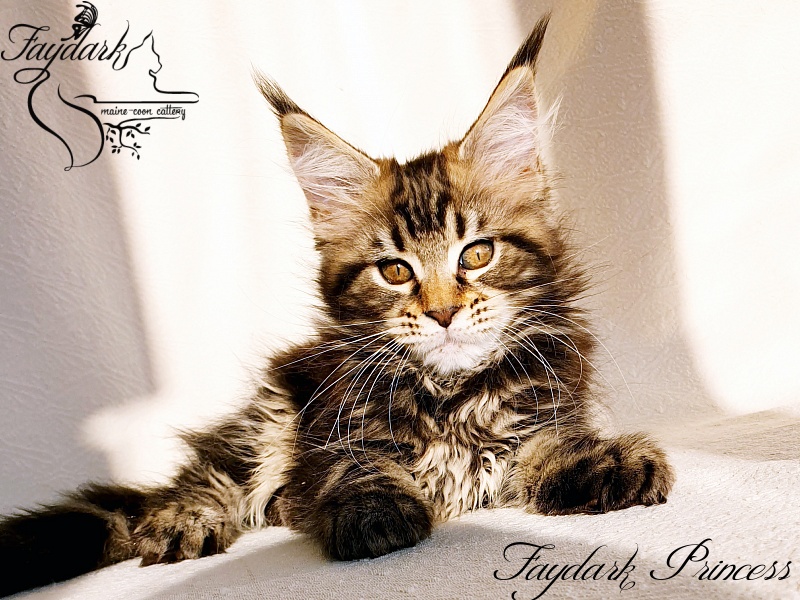 Faydark Princess - Котенок мейн-кун 2,5 месяца