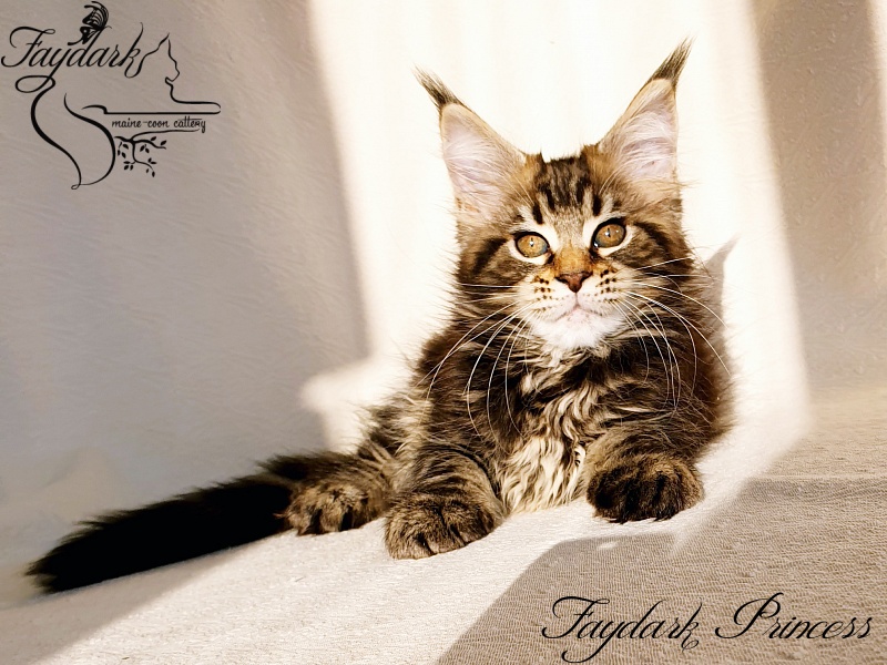 Faydark Princess - Котенок мейн-кун 2,5 месяца