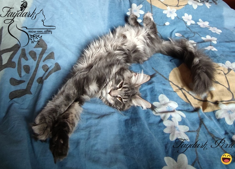 Faydark Pixie - Кошеня мейн-кун 5 місяців 2 тижні