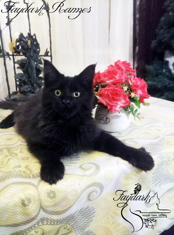 Faydark Ramzes - Котенок мейн-кун 5 месяцев 0,5 недель