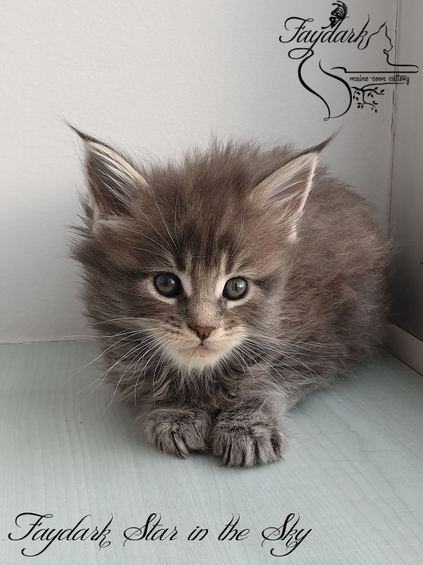 Faydark Star in the Sky - Kitten maine-coon 1 month 1.5 week