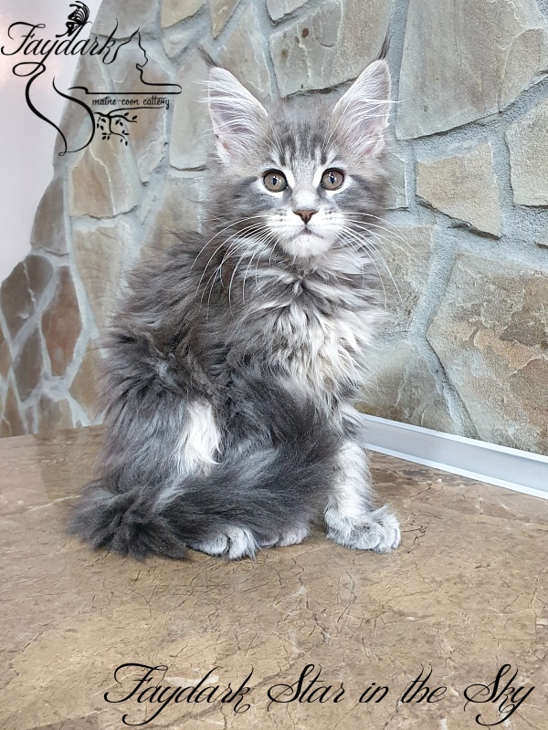 Faydark Star in the Sky - Kitten maine-coon 2 months 1.5 week