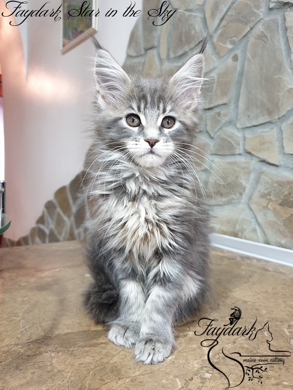 Faydark Star in the Sky - Kitten maine-coon 2 months 1.5 week