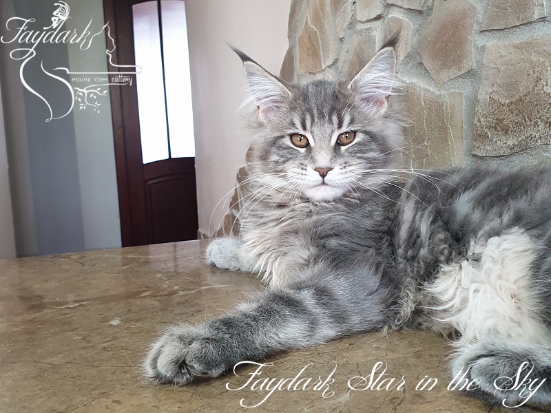 Faydark Star in the Sky - Kitten maine-coon 4 months 1 week