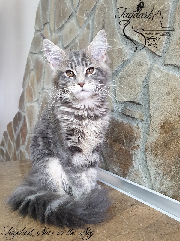Faydark Star in the Sky - Kitten maine-coon 3 months 1.5 week