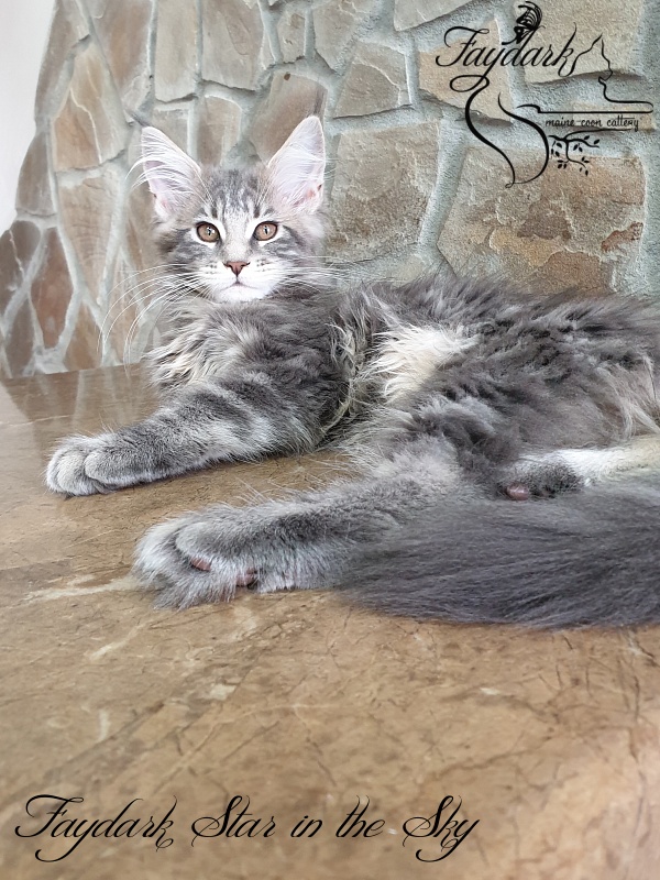 Faydark Star in the Sky - Kitten maine-coon 3 months 1 week