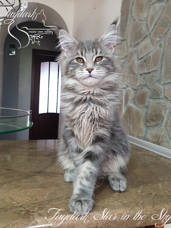 Faydark Star in the Sky - Kitten maine-coon 4 months 1 week