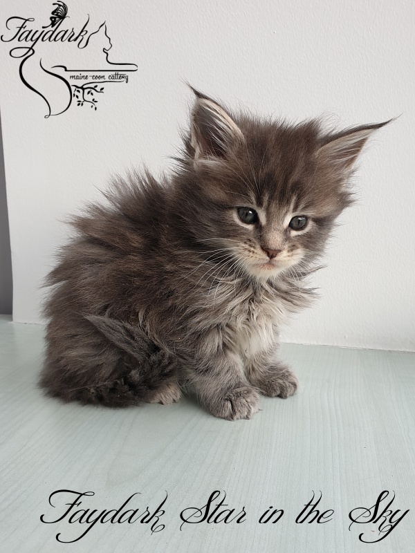 Faydark Star in the Sky - Kitten maine-coon 1 month 1.5 week