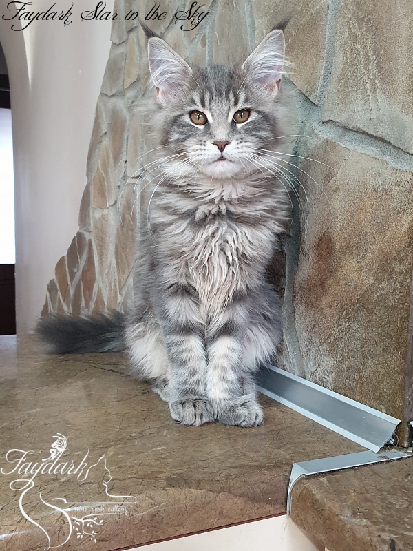 Faydark Star in the Sky - Kitten maine-coon 4 months 1 week