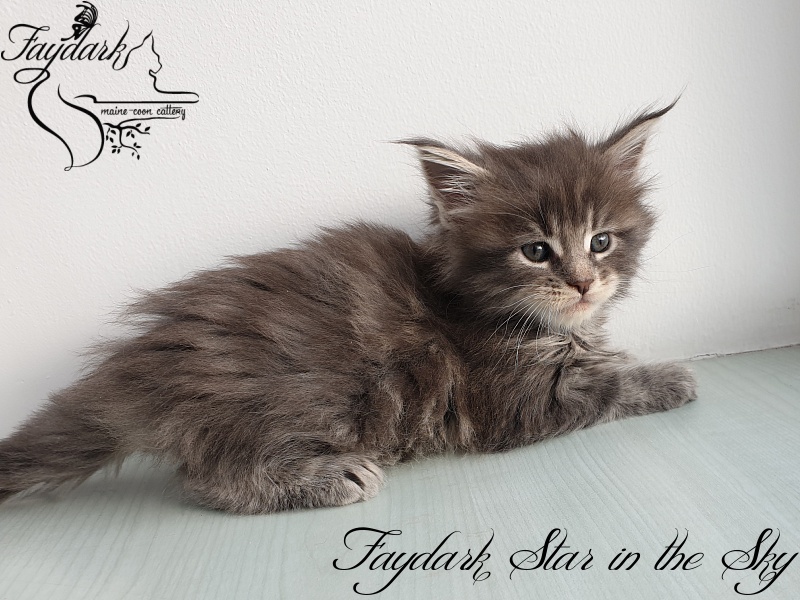 Faydark Star in the Sky - Kitten maine-coon 1 month 1.5 week