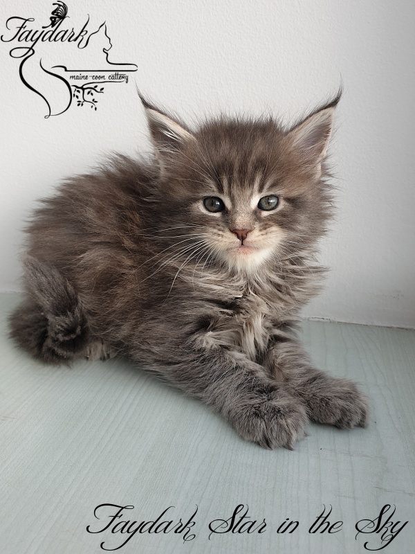 Faydark Star in the Sky - Kitten maine-coon 1 month 1.5 week
