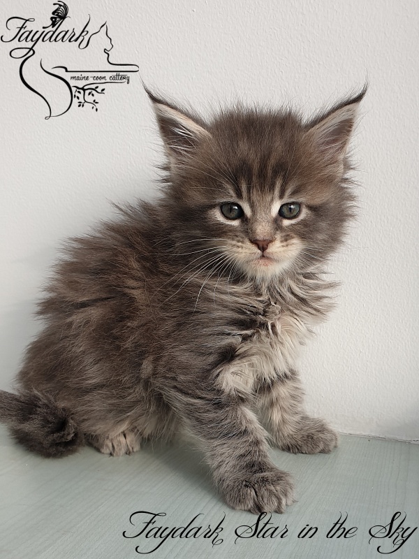 Faydark Star in the Sky - Kitten maine-coon 1 month 1.5 week