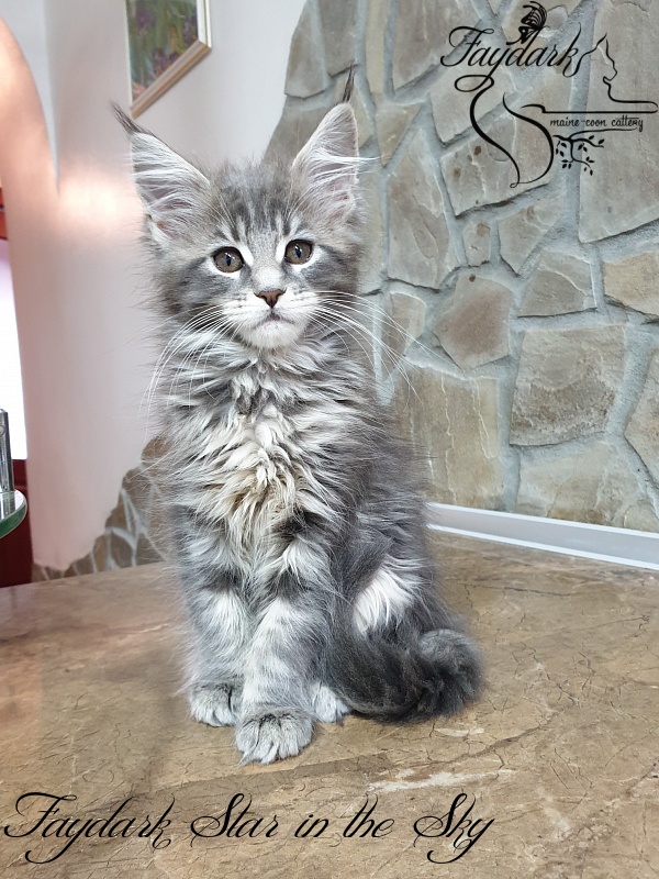Faydark Star in the Sky - Kitten maine-coon 2 months 1.5 week