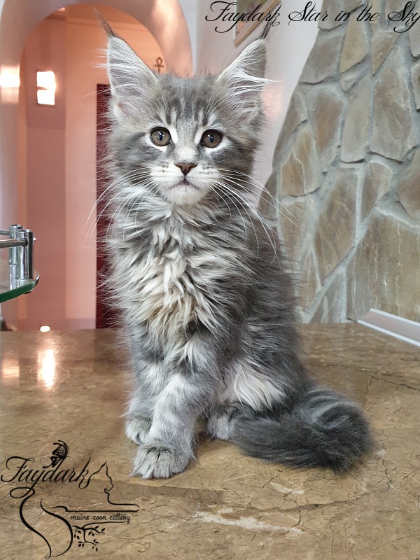 Faydark Star in the Sky - Kitten maine-coon 2 months 1.5 week