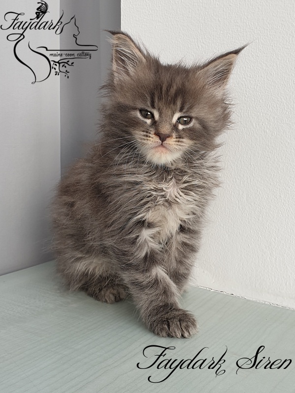 Faydark Siren - Kitten maine-coon 1 month 1.5 week