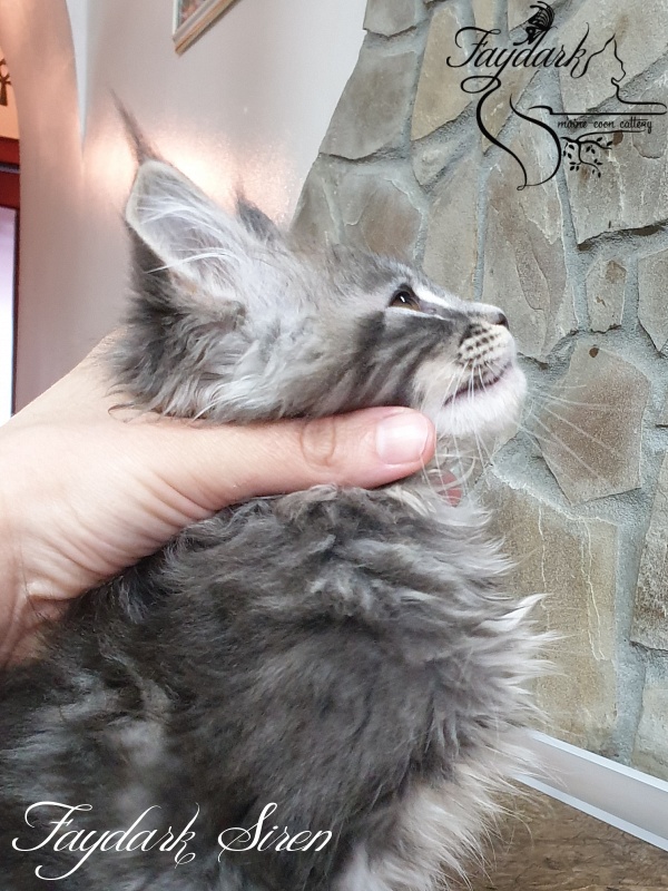 Faydark Siren - Kitten maine-coon 2 months 1.5 week