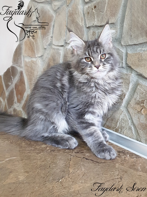 Faydark Siren - Kitten maine-coon 4 months 0.5 weeks