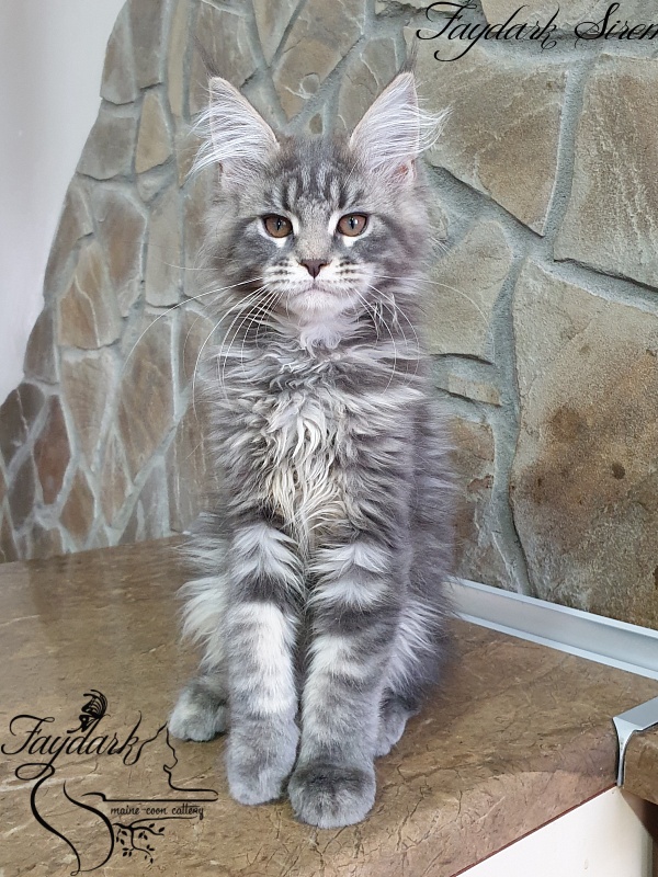 Faydark Siren - Kitten maine-coon 3 months 1 week