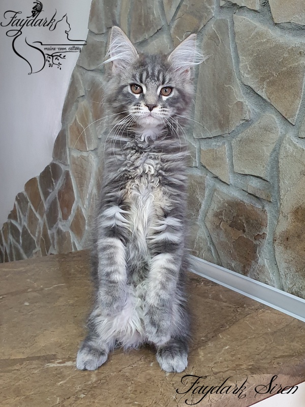 Faydark Siren - Kitten maine-coon 3 months 1 week