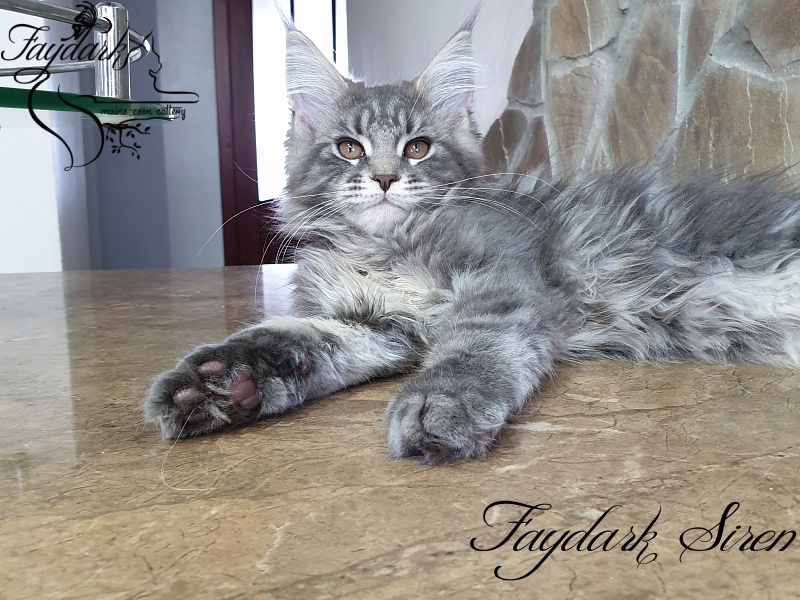 Faydark Siren - Kitten maine-coon 3 months 1 week