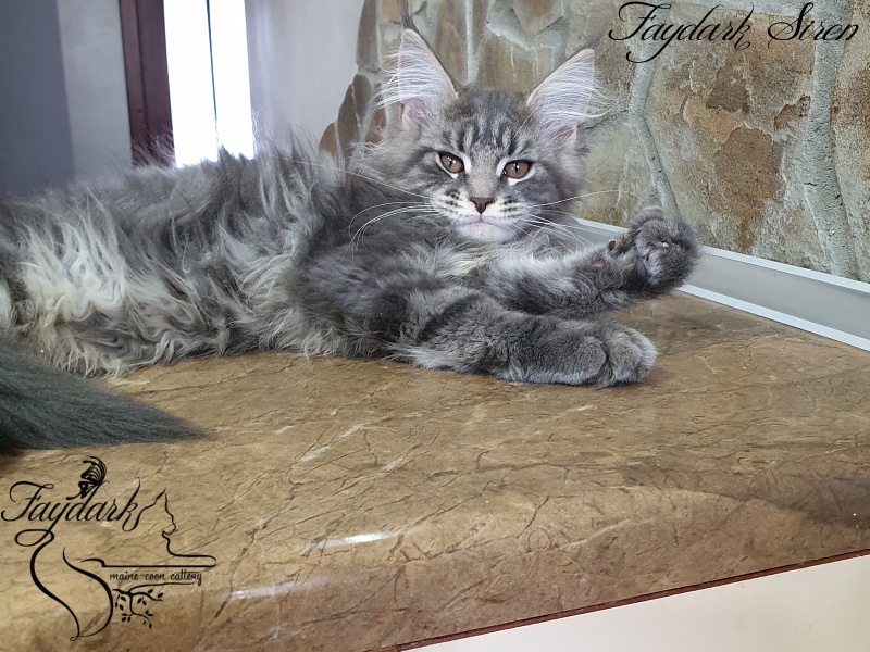 Faydark Siren - Kitten maine-coon 3 months 1 week