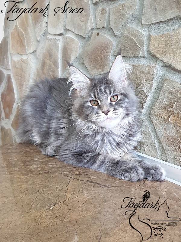 Faydark Siren - Kitten maine-coon 4 months 0.5 weeks