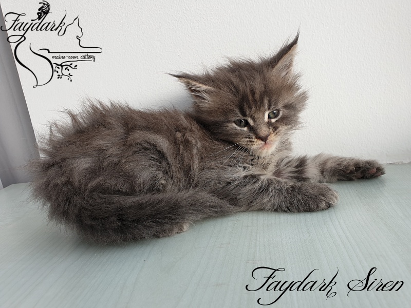 Faydark Siren - Kitten maine-coon 1 month 1.5 week