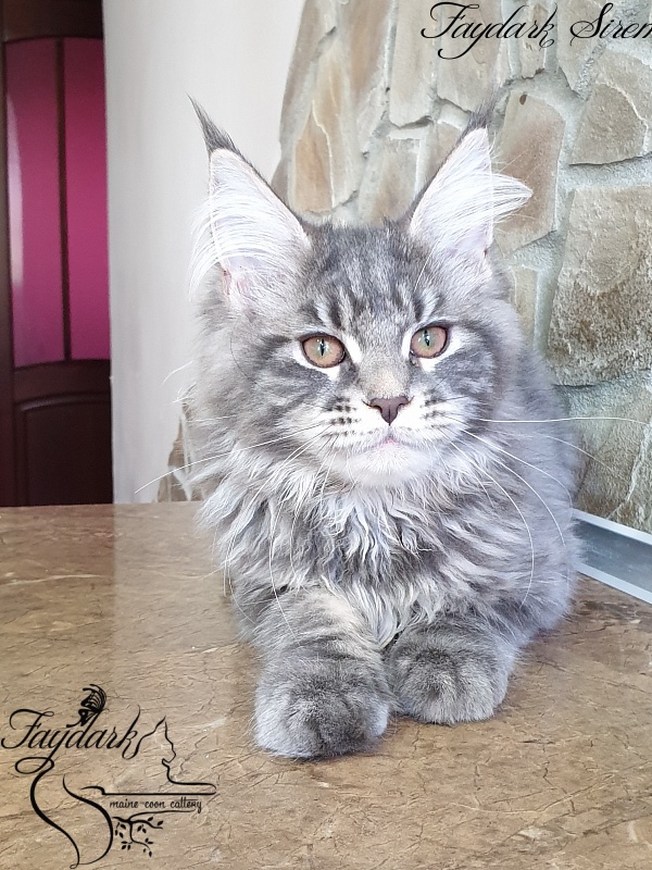 Faydark Siren - Kitten maine-coon 4 months 0.5 weeks