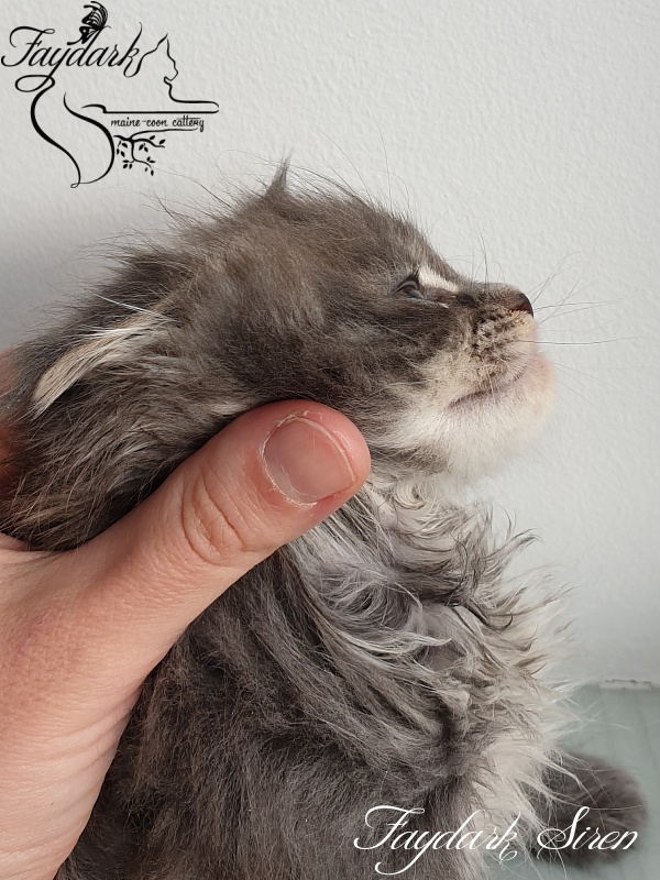 Faydark Siren - Kitten maine-coon 1 month 1.5 week