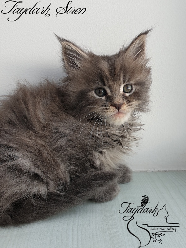 Faydark Siren - Kitten maine-coon 1 month 1.5 week