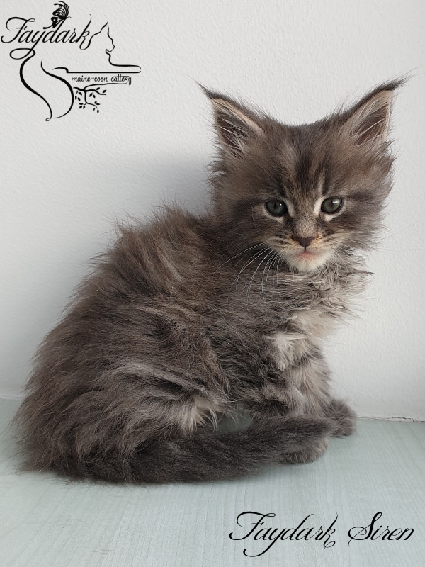 Faydark Siren - Kitten maine-coon 1 month 1.5 week