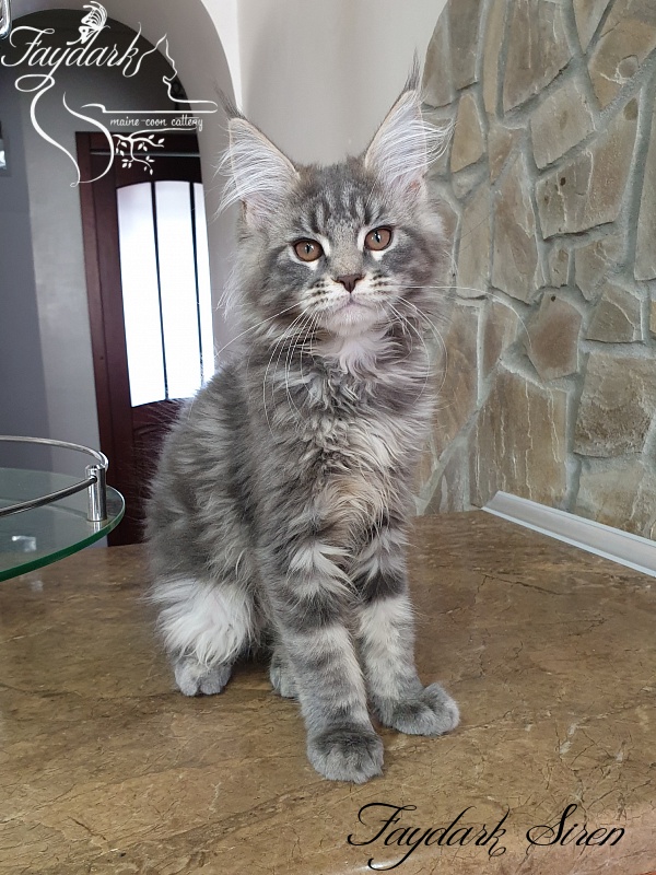 Faydark Siren - Kitten maine-coon 3 months 1 week