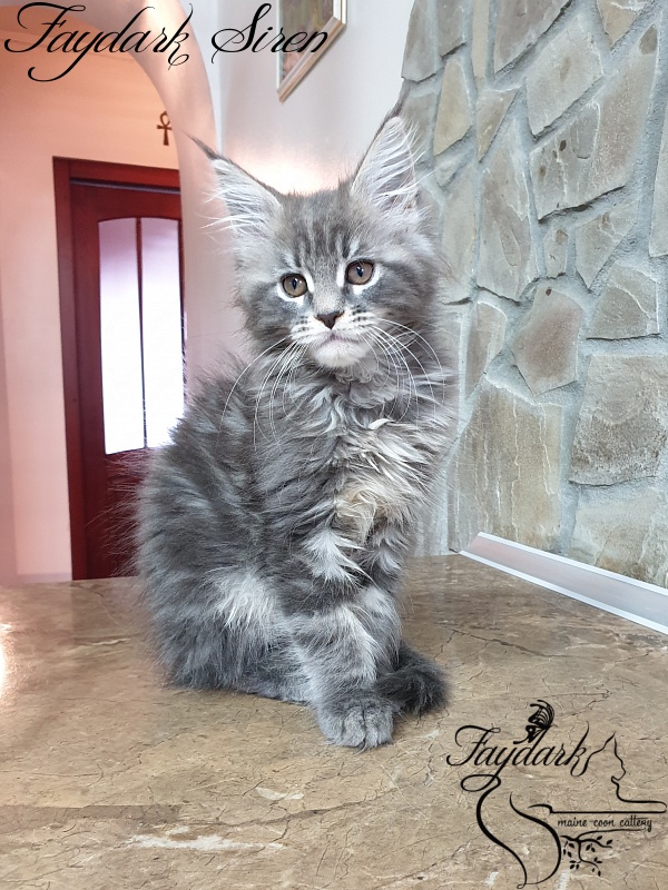 Faydark Siren - Kitten maine-coon 2 months 1.5 week