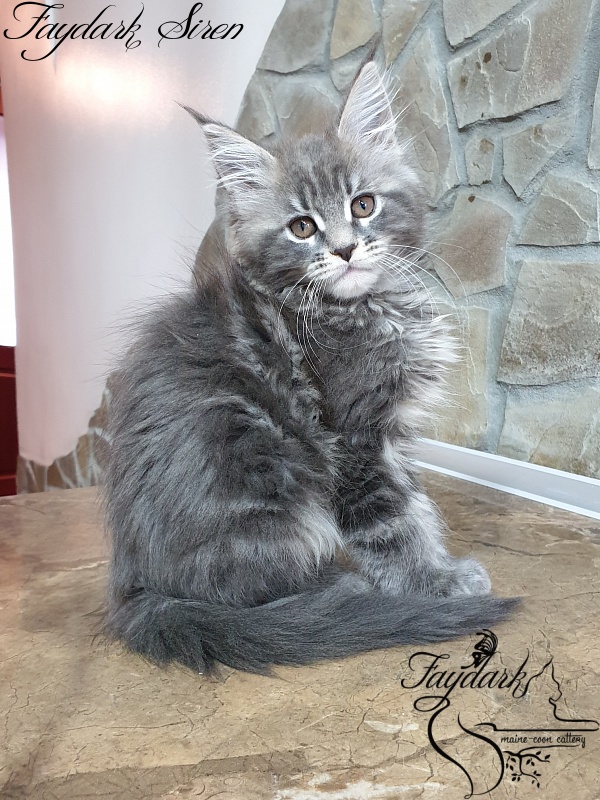 Faydark Siren - Kitten maine-coon 2 months 1.5 week